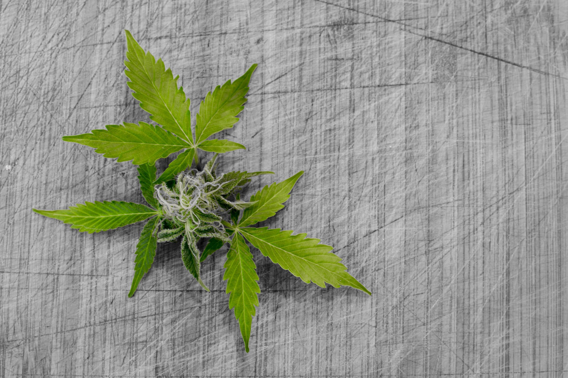 Kolekcjonerskie nasiona marihuany – co warto o nich wiedzieć?