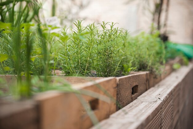 Tworzenie Naturalnych Barier w Ogrodzie: Kreatywne Wykorzystanie Materiałów Organicznych